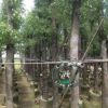 香樟樹 綠化苗木樹苗 綠籬道路樹木龍腦樟樹香樟苗驅(qū)蚊樹大小規(guī)格