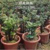 花卉盆景室內(nèi)盆栽小葉紫檀黑骨茶熟樹樁綠植室內(nèi)觀徑觀葉植物客廳