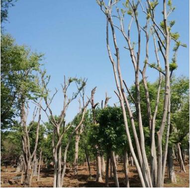 苗木基地批發叢生樸樹樹苗 工程綠化苗苗木 行道風景樹樸樹苗