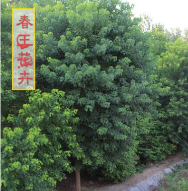 烏桕樹苗價格 綠化工程 烏桕樹苗銷售 行道樹 規(guī)格2-20公分