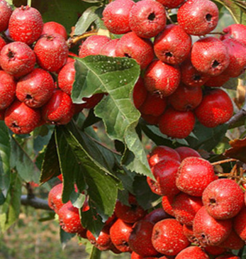 QQ截圖20180830161014