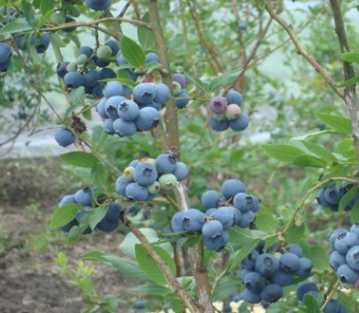 QQ截圖20180830162627