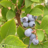 批發(fā)藍莓樹苗 優(yōu)質藍莓苗 南方果樹苗 兔眼藍莓苗 藍莓新品種