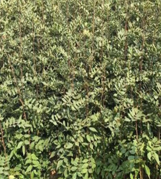 QQ截圖20180830163336