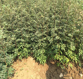 QQ截圖20180830163343