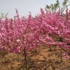 專業(yè)種植供應(yīng)各種規(guī)格綠化工程榆葉梅 叢生榆葉梅 獨桿榆葉梅