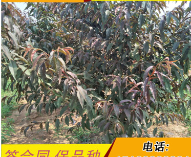 QQ截圖20180830164450