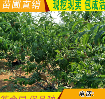 QQ截圖20180830164502