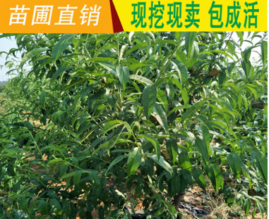 QQ截圖20180830164511