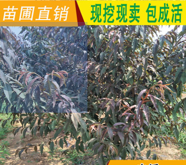 QQ截圖20180830165205