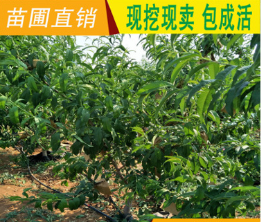 QQ截圖20180830165216