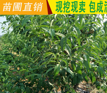 QQ截圖20180830165225