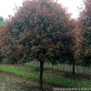 3-15公分紅葉石楠樹 高桿紅葉石楠樹 紅葉石楠樹價格 高桿紅葉石