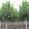 基地直銷 法桐 速生法桐 三球懸鈴木 法國梧桐 懸鈴木 規格齊全