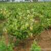 金銀花 金銀花苗 金銀花盆景 金銀花價格 藤本植物