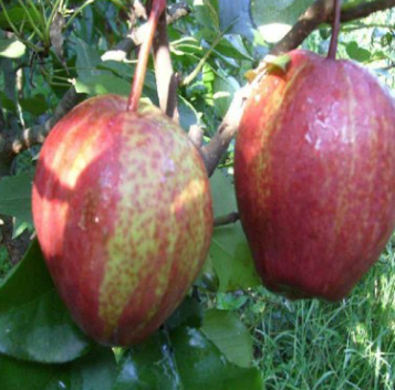 QQ截圖20180830170347