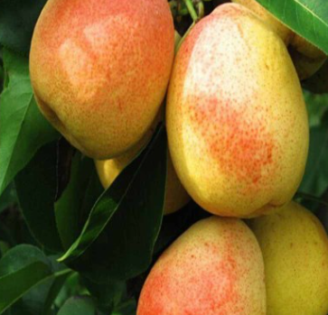 QQ截圖20180830170414