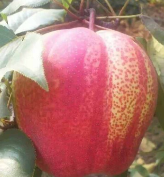 QQ截圖20180830170437