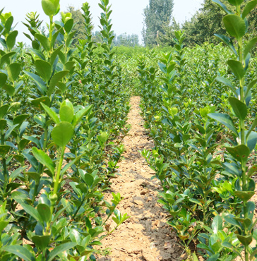 QQ截圖20180830171311