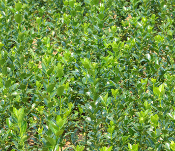 QQ截圖20180830171327