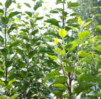 QQ截圖20180830171337