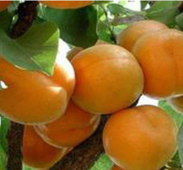 QQ截圖20180830171843