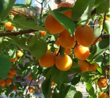 QQ截圖20180830171851