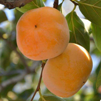 QQ截圖20180830172442