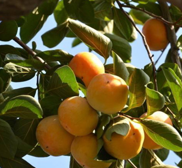 QQ截圖20180830172451