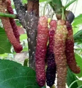 QQ截圖20180830172930