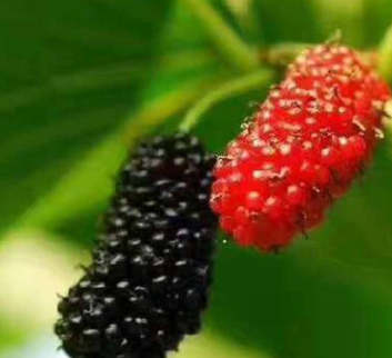 QQ截圖20180830172939