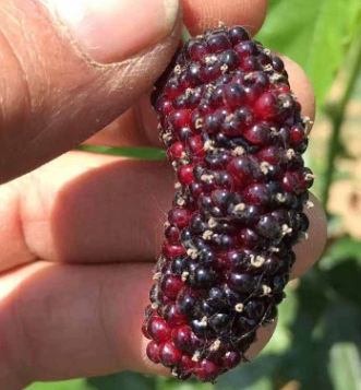 QQ截圖20180830172955