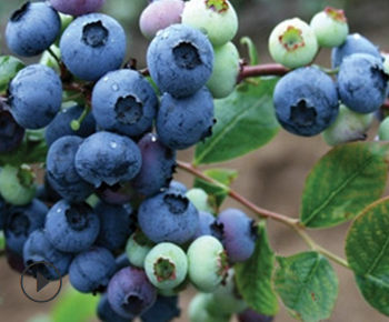 QQ截圖20180830173515