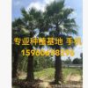 批發重慶老人葵報價 四川精品華盛頓葵