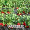豐香草莓苗批發果樹苗木草莓苗基地大量批發優質品種純正苗木