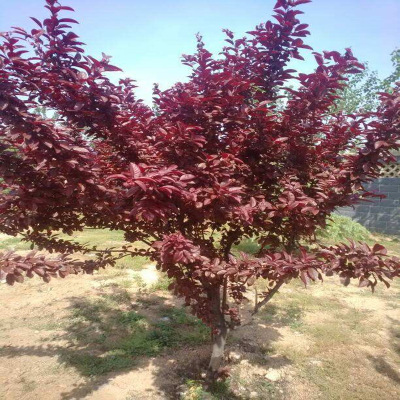 基地出售綠化 紅葉李 規格全 現定現挖 成活率高 價格優惠