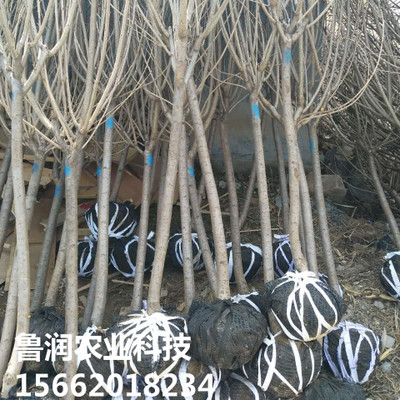 基地直銷 櫻花樹 觀賞綠化好 規格齊全 櫻花樹 歡迎選購