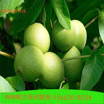 山東核桃苗基地出售 美國強特核桃苗 清香核桃苗 結果早 果實飽滿