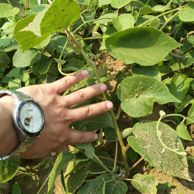 獼猴桃早熟品種 嫁接獼猴桃苗 紅陽獼猴桃苗 成活率高 獼猴桃苗