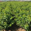 櫻桃樹(shù)苗櫻桃苗車?yán)遄幽戏奖狈椒N植嫁接砧木大青葉櫻桃實(shí)生苗