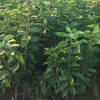 煙臺(tái)大櫻桃苗俄羅斯8號(hào)櫻桃苗 兩年苗