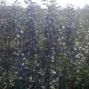 山東煙臺(tái)蘋果苗 煙富十號(hào)兩年苗 南北方栽種