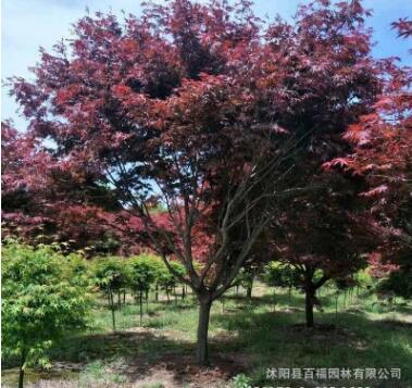 四季紅紅楓，供應(yīng)園林綠化樹 中國紅楓 美國 紅楓 紅楓觀賞樹
