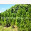 批發(fā)柏樹苗 筆柏基地 側(cè)柏苗批發(fā) 墳地用樹 四季常青