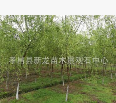 直銷優(yōu)質(zhì)金絲垂柳 黃金柳 黃柳 柳樹 青皮柳 西湖柳 樹形優(yōu)美