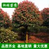 供應(yīng)綠化苗木 紅葉石楠 紅葉石楠球 獨(dú)桿紅葉石楠 規(guī)格齊全