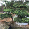 供應(yīng)【 造型羅漢松 】小葉羅漢松造型,多年精品造型,別墅風(fēng)景樹