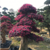 供應【 紅花繼木樁 】多年精品造型,別墅風景樹，花開紅色