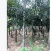 狐尾椰子 地徑25~40cm 桿高100~380cm 耐寒植物 基地直銷(xiāo)