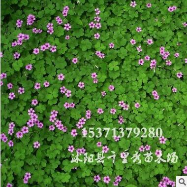 批發(fā)多年生宿根性地被植物紅花草種球 紅花幸運草 紅花酢漿草根苗